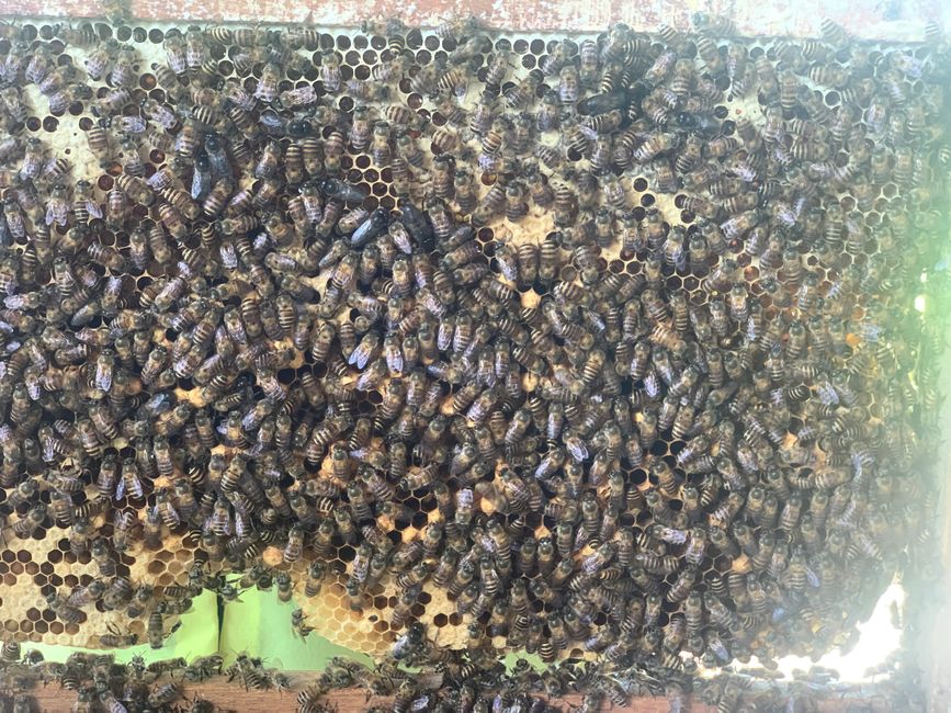 Ein kurzes Erlebnis mit dem Bienen, aber auch das eher Show. Über die Farm und Haltung erfahren wir hier wenig. Nur Honig, Sekt etc wird am Ende präsentiert, den man kaufen soll.