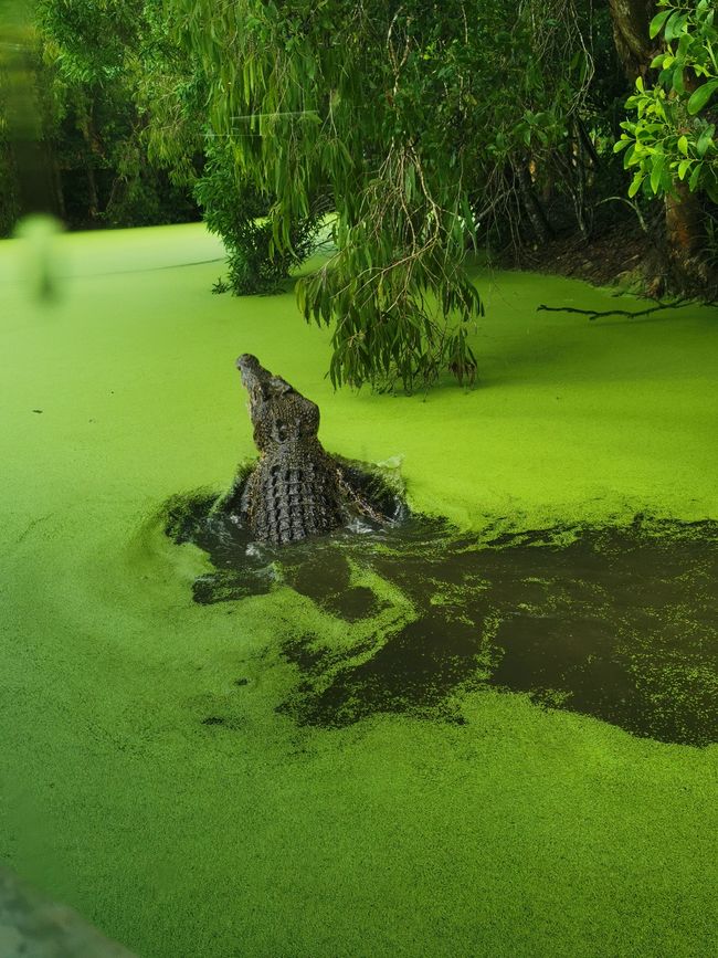Cairns - Crocodile et Grande Barrière de corail