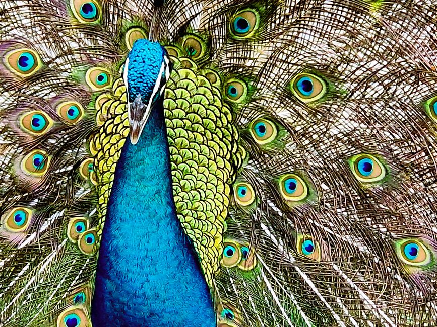 Bird Park