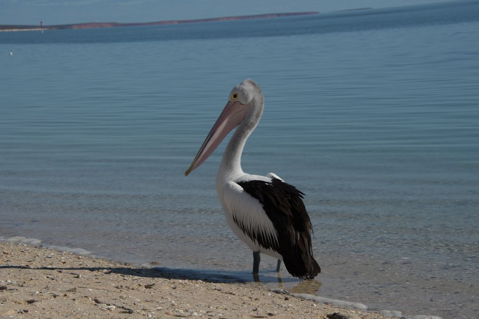 Shark Bay - Pelikan / Pelican