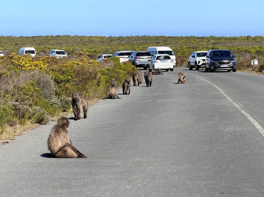 Mit Pinguinen am Ende der Welt