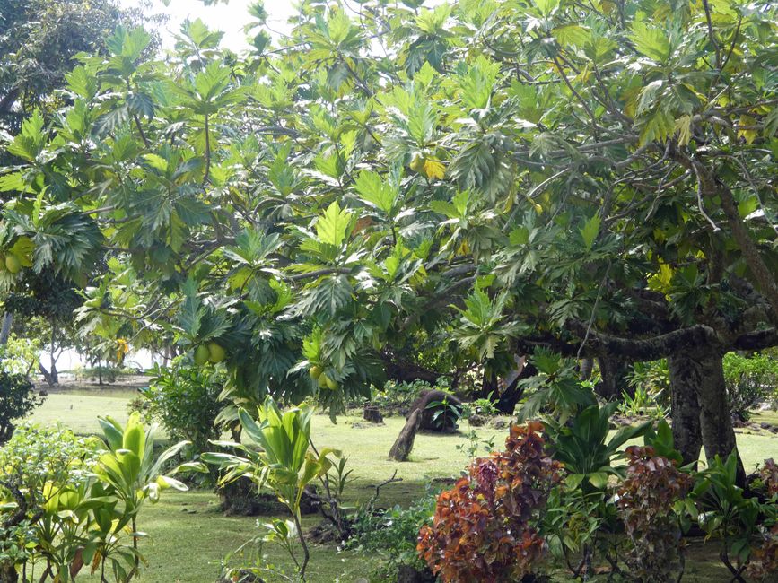 Uturoa - Raiatea