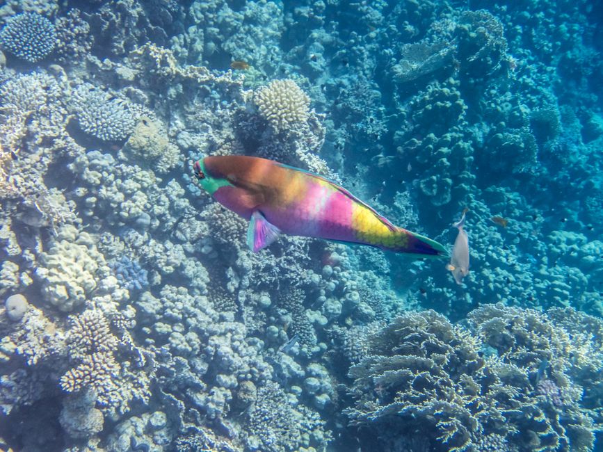 Poisson-perroquet à tête rouillée