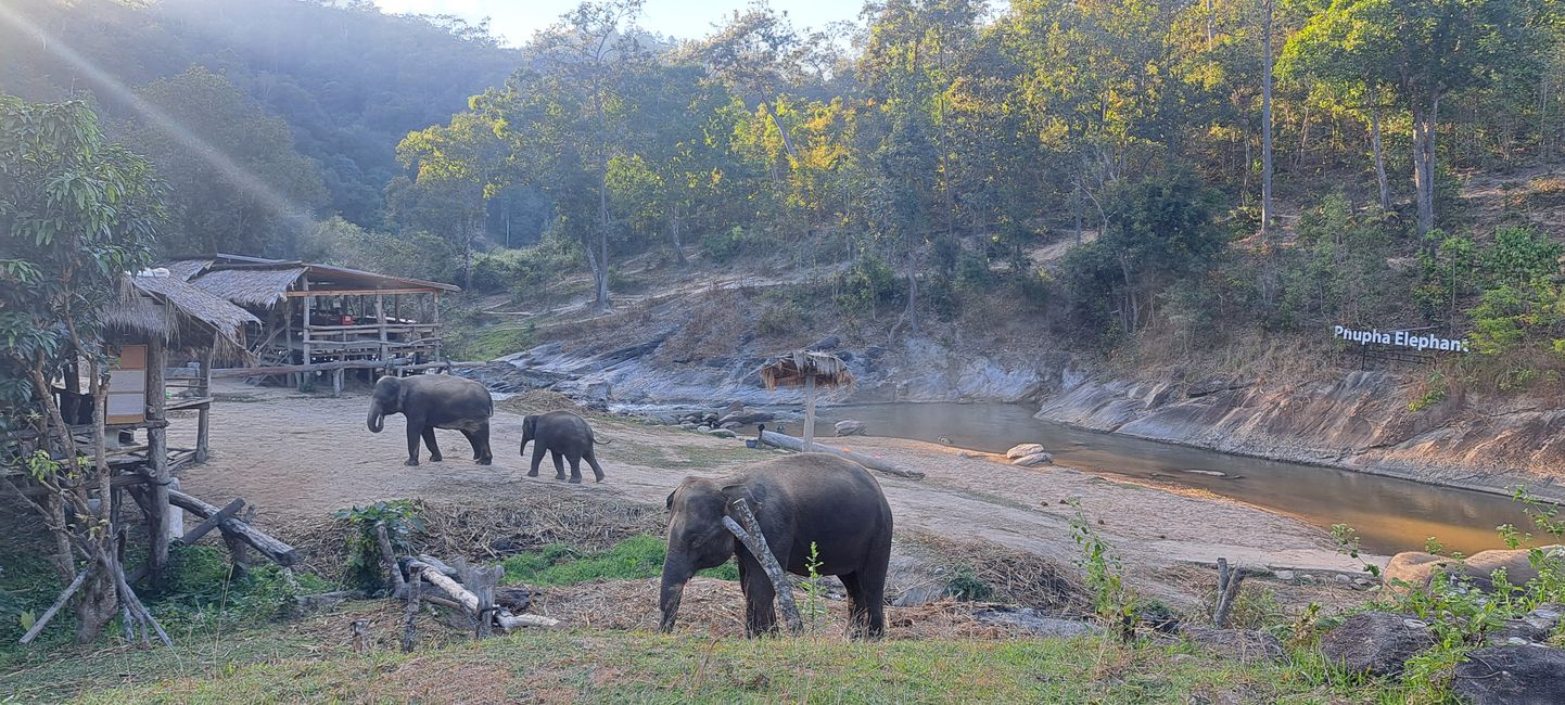 Chiang Mai - Elephant Sanctuary 