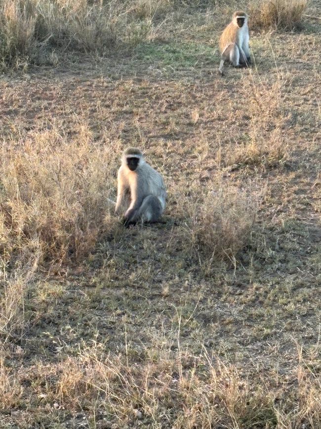 Serengeti Partie 2 - L'armée des gnous traverse la rivière Mara