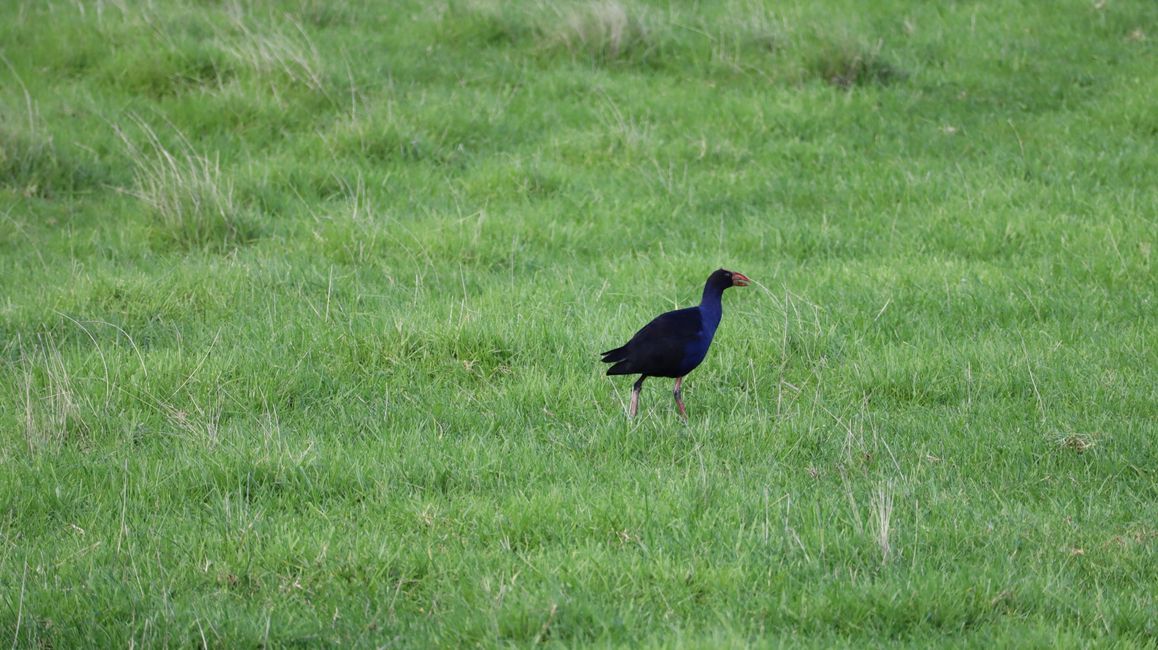 Pukeko