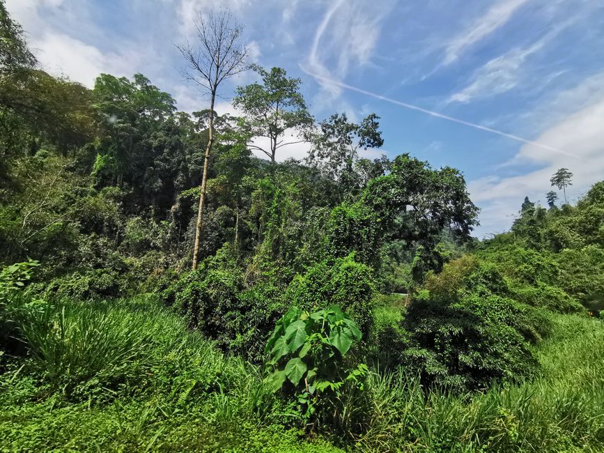 ... le ultime impressioni delle Cameron Highlands...