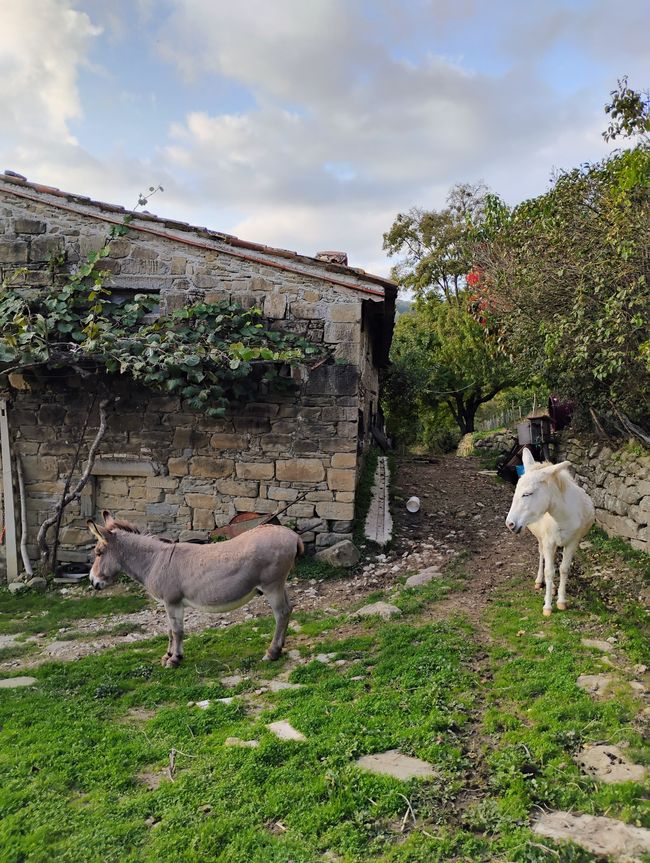 4 días de cosecha están en los huesos