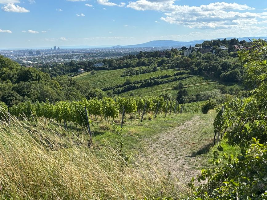 Viena