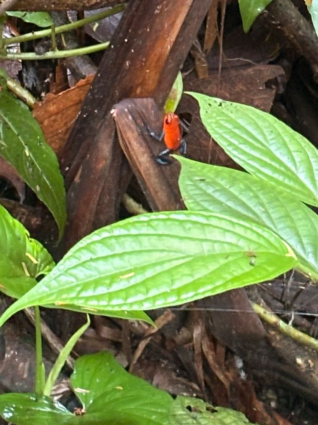 Unterwegs in Costa Rica
