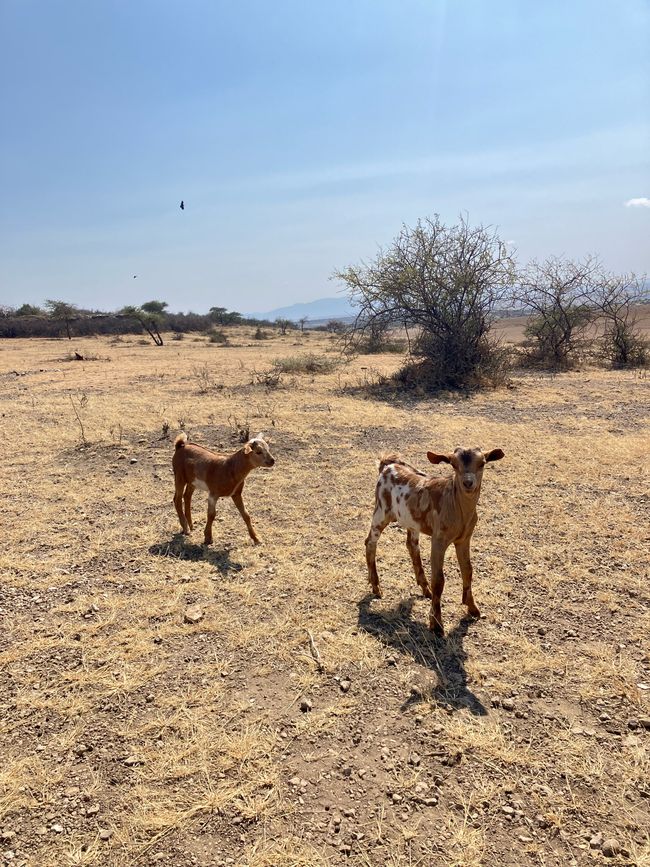 Il Cratere di Ngorongoro