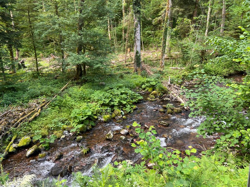29 nach Hause