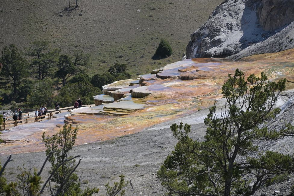 Mammoth Hot Springs - Sinterterrassen