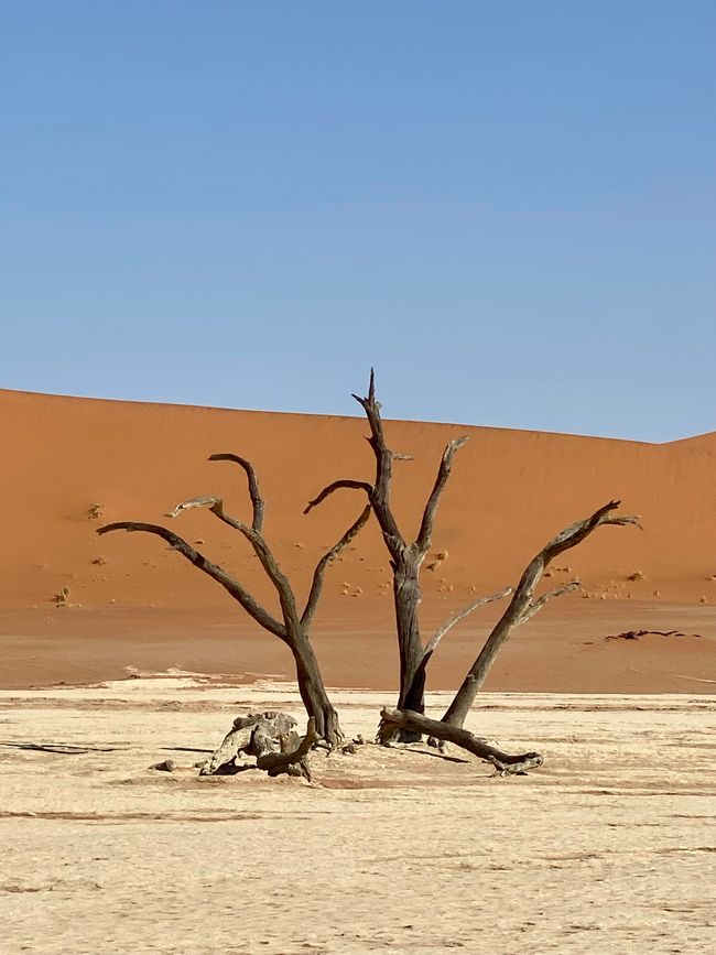 Namibia 2024: The Desert Foxes