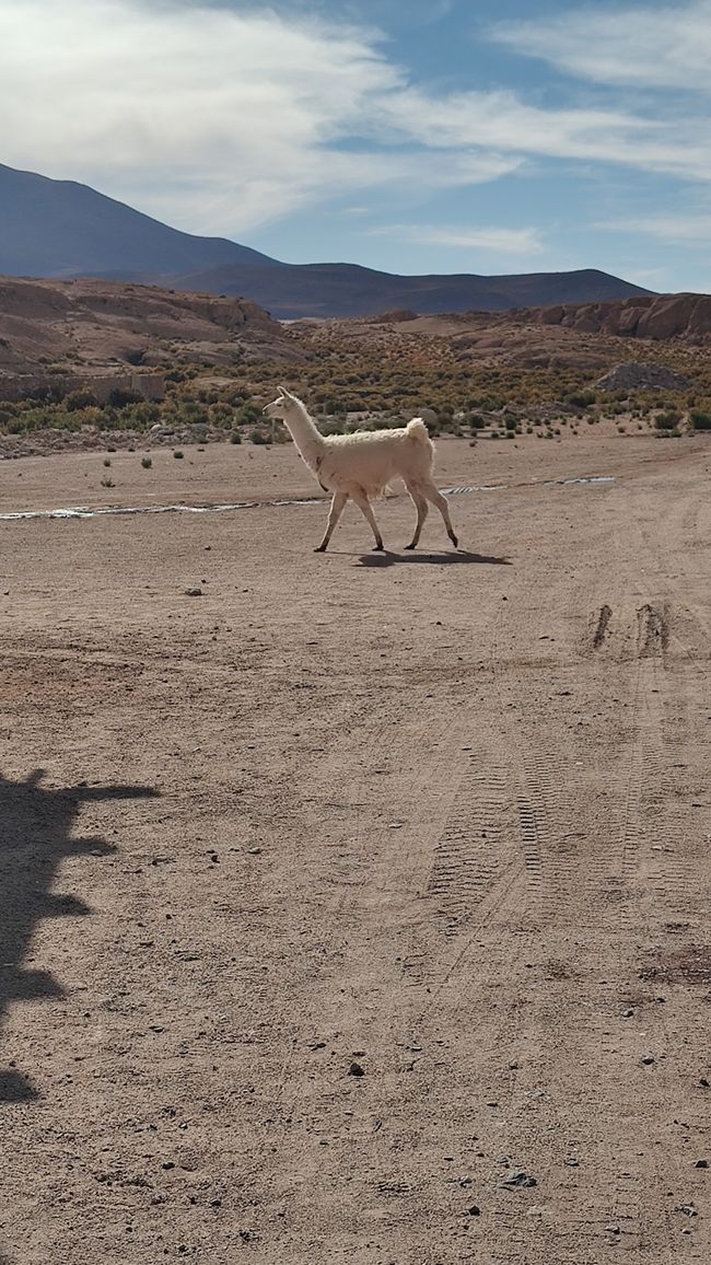 Bolivia, Tour de Lagunas