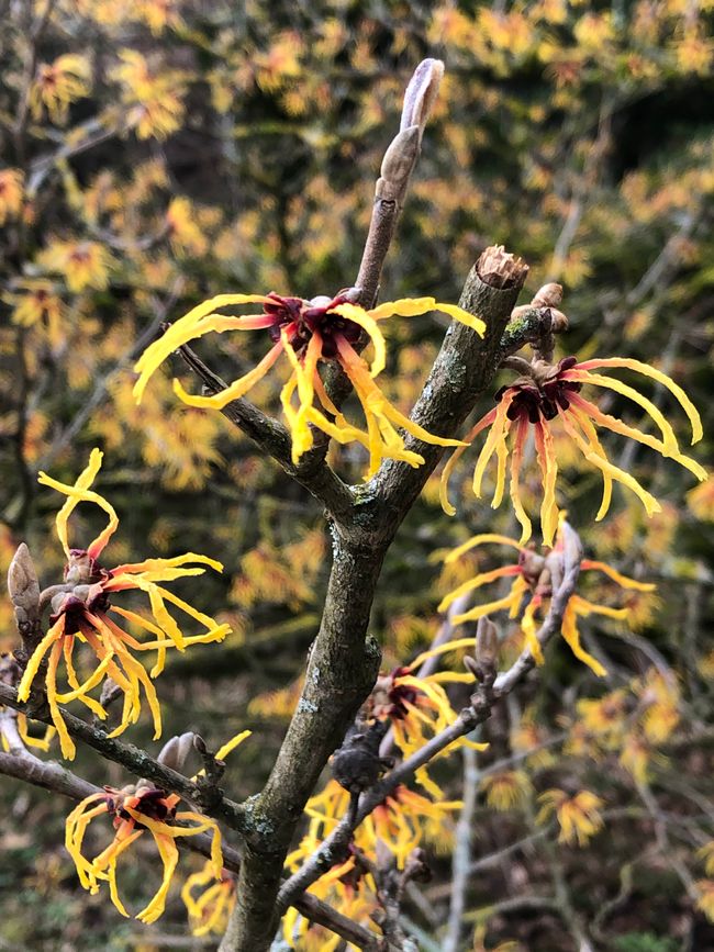 The witch hazel is still blooming