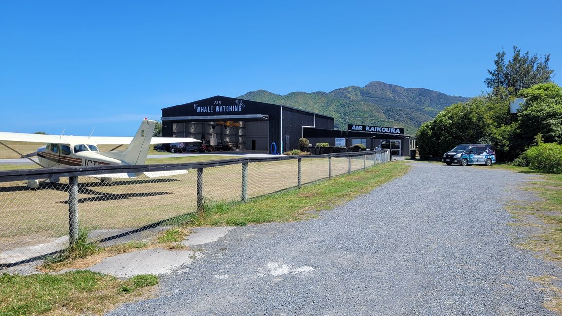 „Animal Watching“ in Kaikoura – Part Two (Seals, No Whales & Dolphins? - but Sheeps!)