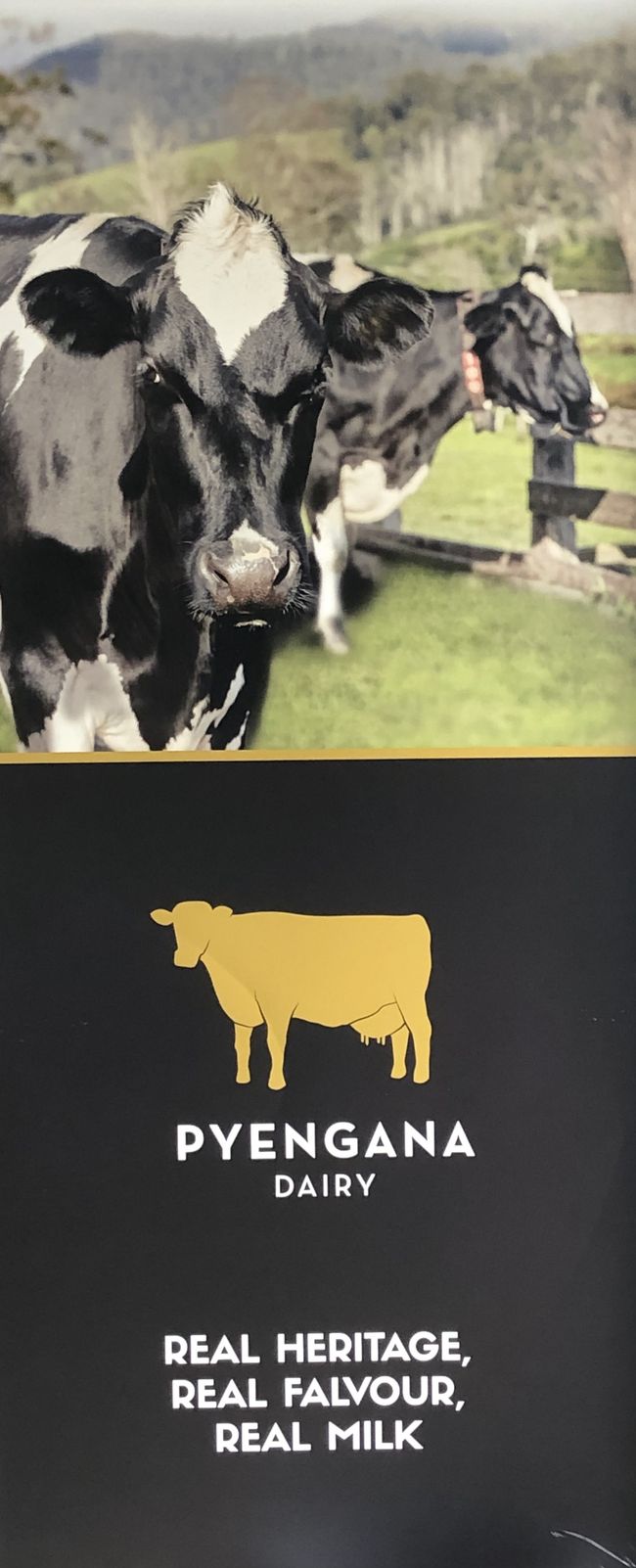 ... und tollen Kühen