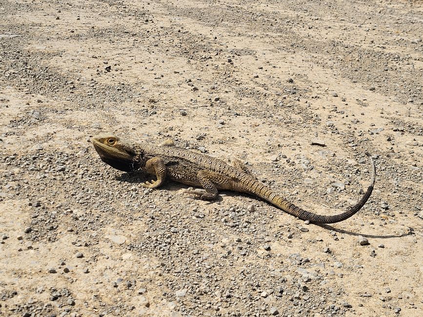 Bartechse beim Staubbad