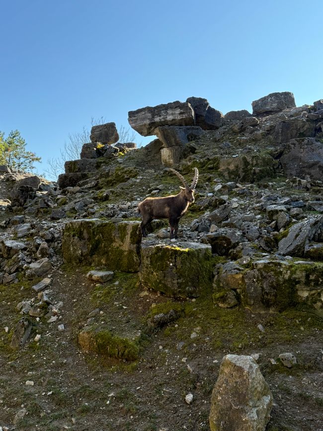 📍Wildpark, Bad Mergentheim/ 📍Wildlife Park, Bad Mergentheim