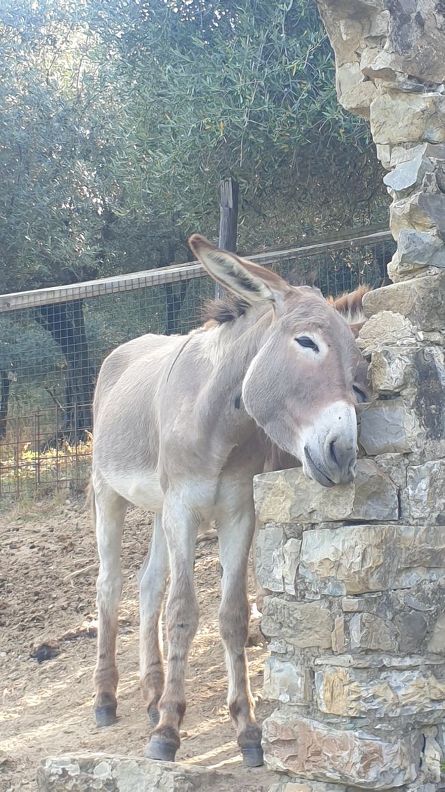 Donkey