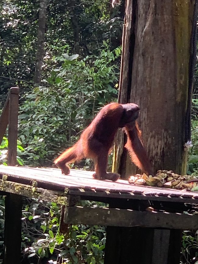 Sepilok - Sanctuaire des Orang-outans et des ours de soleil