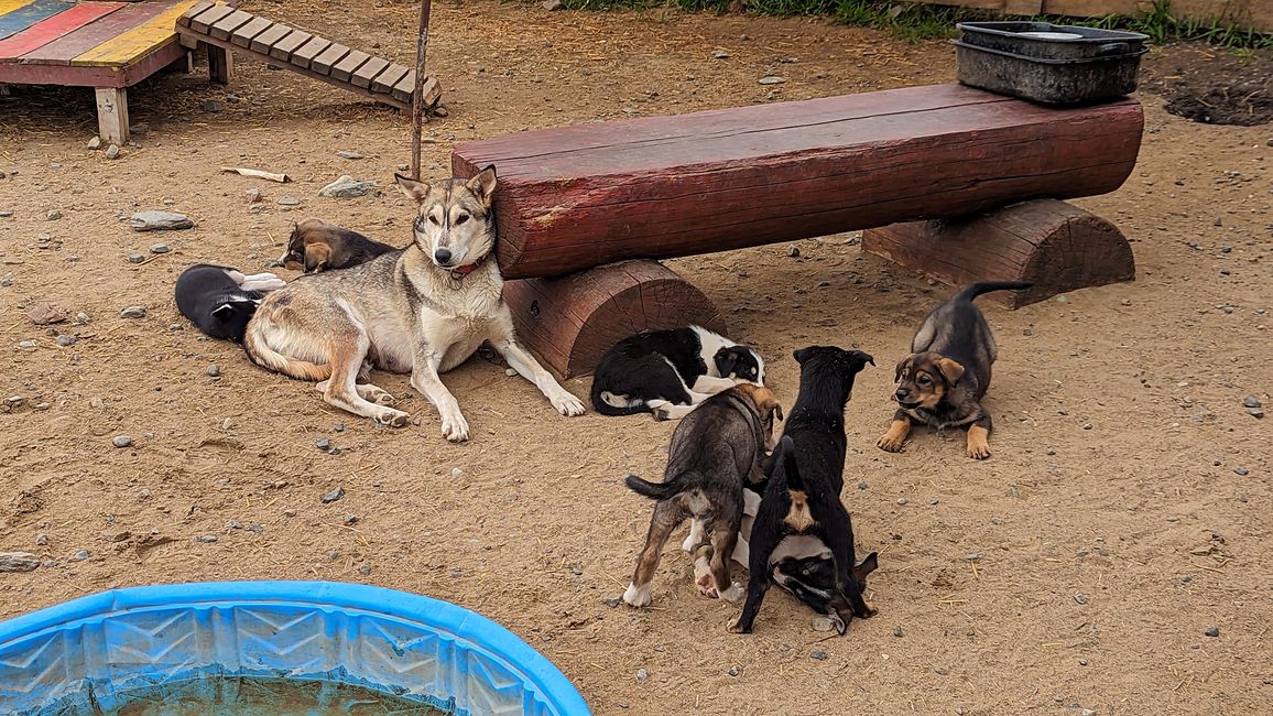 Etiqueta 21: Alrededor de Whitehorse: Cachorros de husky, Lago Esmeralda y el desierto más pequeño del mundo