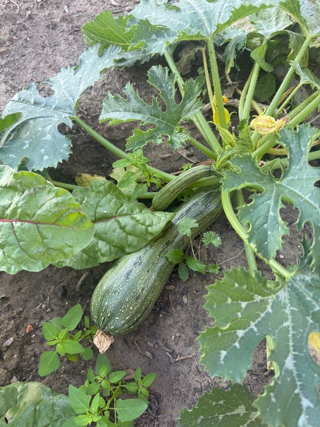 Gärtnern 👩🏼🌾/ gardening 👩🏼🌾