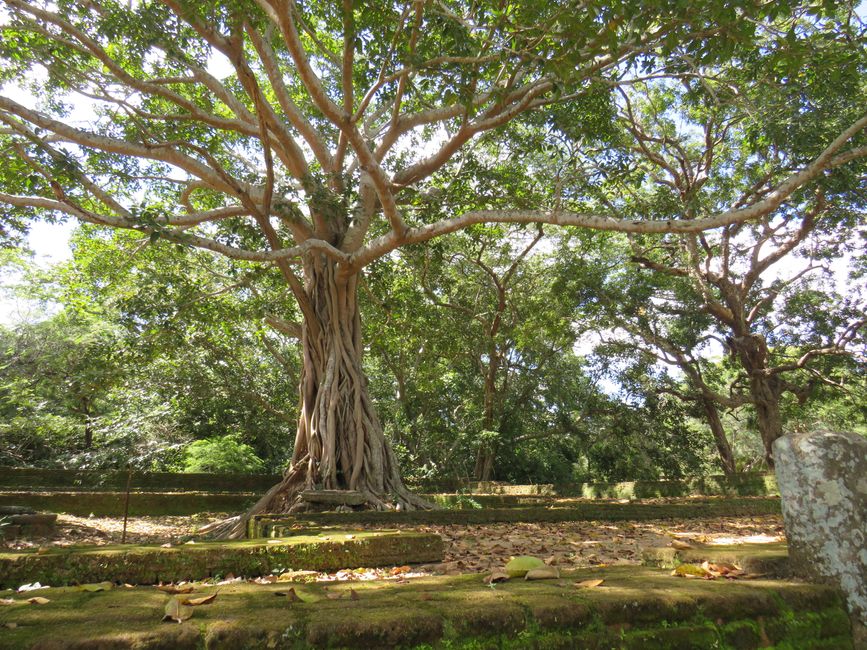 Polonnawaruna