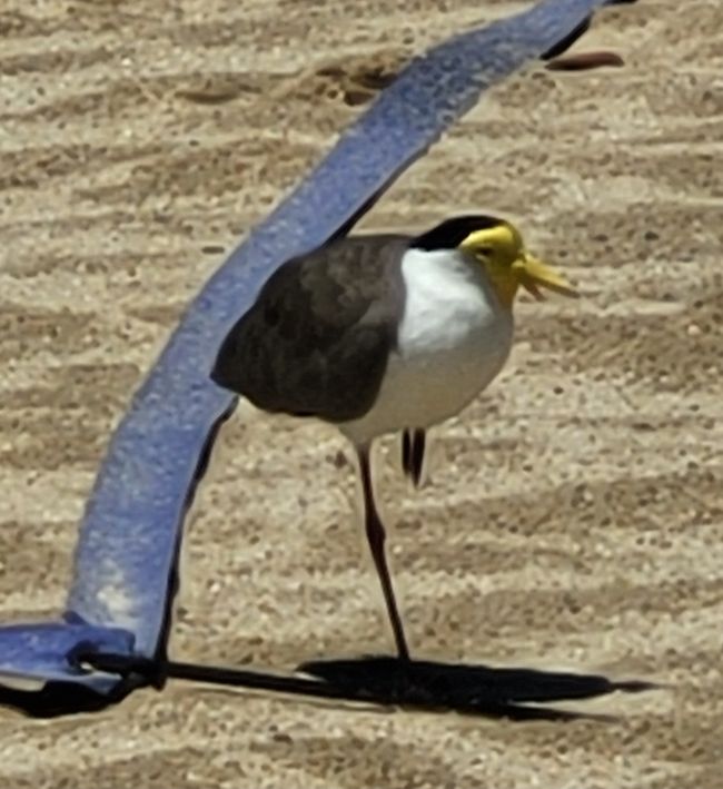 Día 103 de 175: Crucero alrededor del mundo - Cairns/Australia