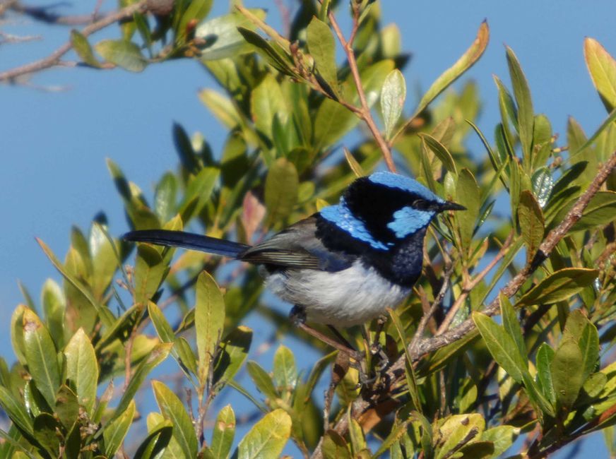 Tanunda, Barossa Valley