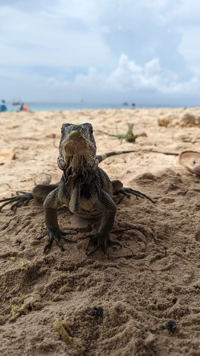Day 15 - Lizards on Palm Beach
