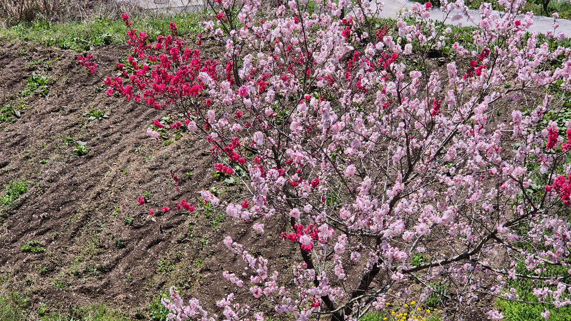 Die Kirschblüte