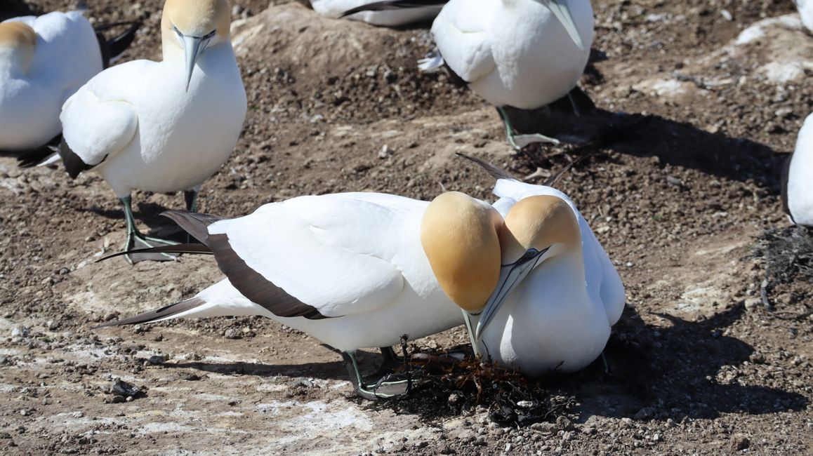 Basstölpel leben monogam und bleiben lebenslang ein Paar