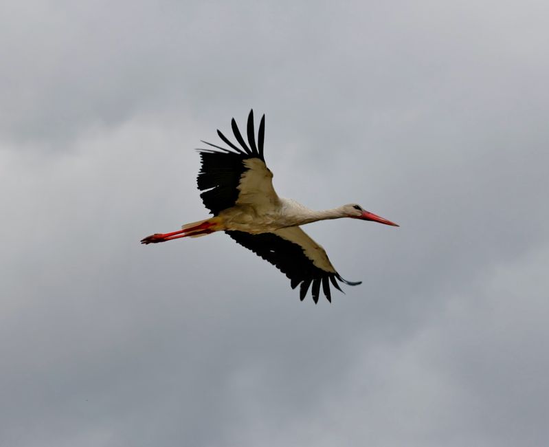 Der Storch