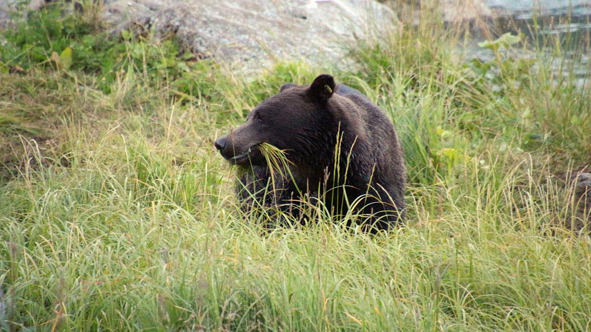 Day 26: Chilkoot River - a big bear show & photoshoot with 'Lulu'