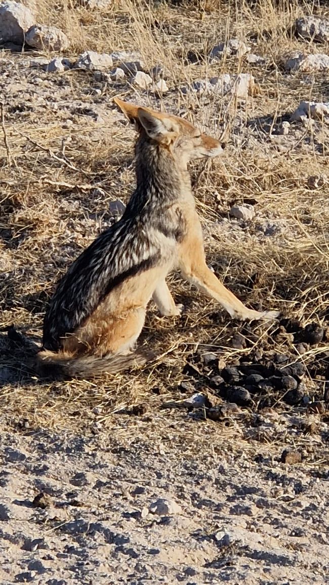 Game Drive