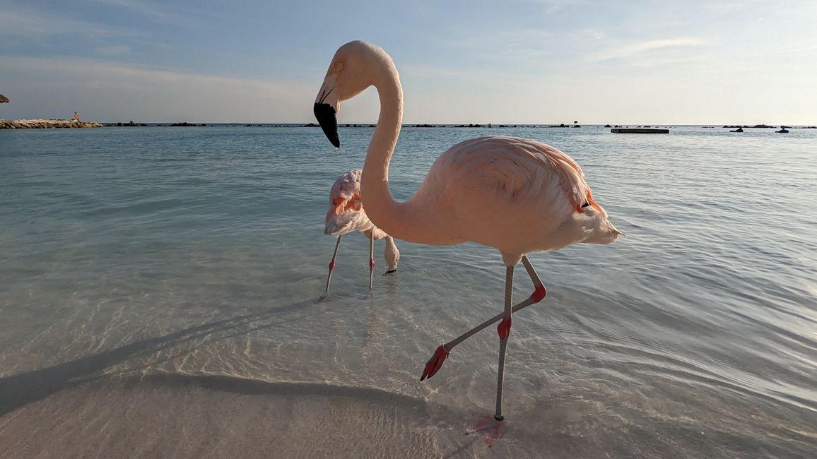 Flamingo Island / Renaissance Island Iguana Beach