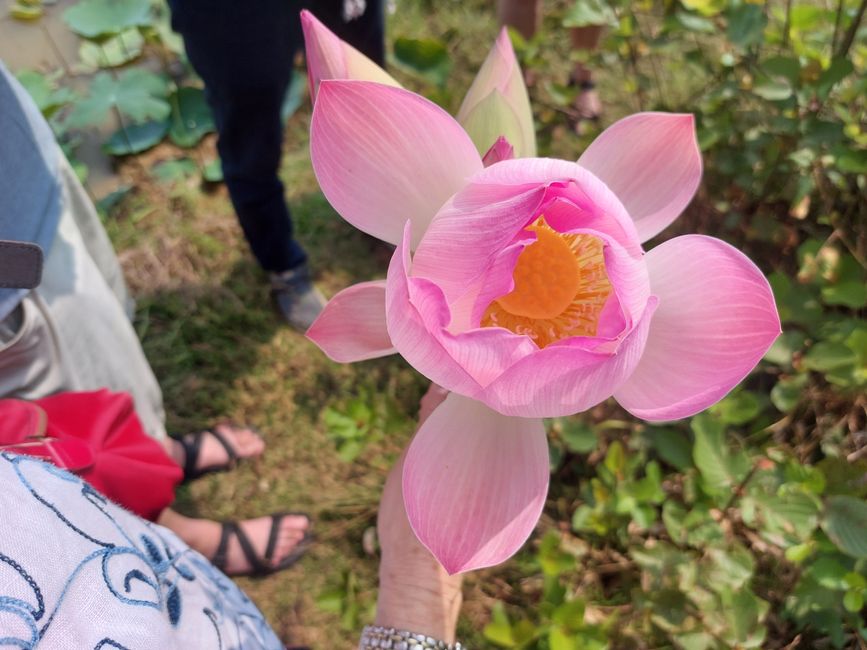 Fleur de lotus