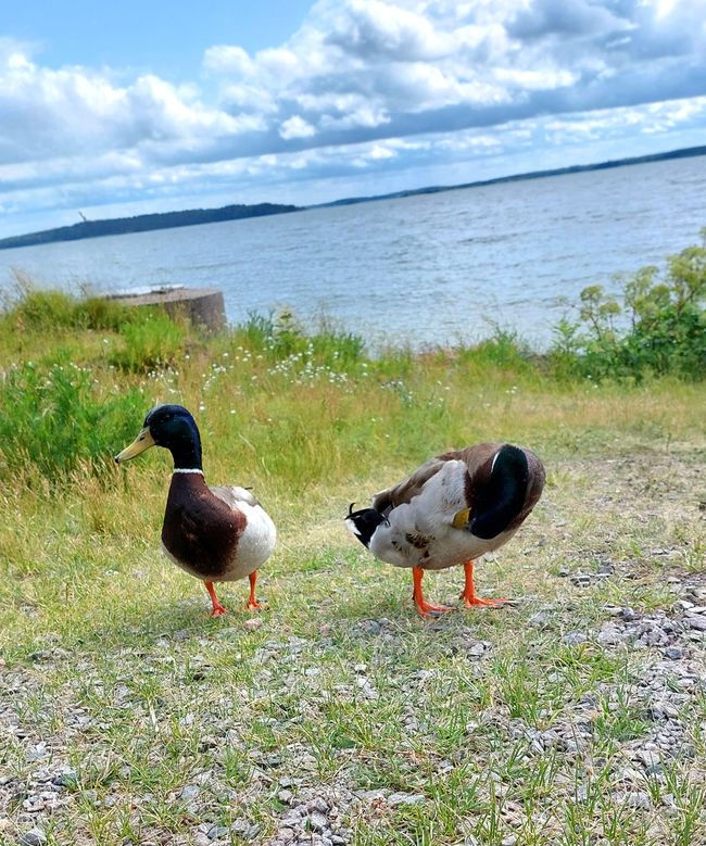 Habitants à plumes