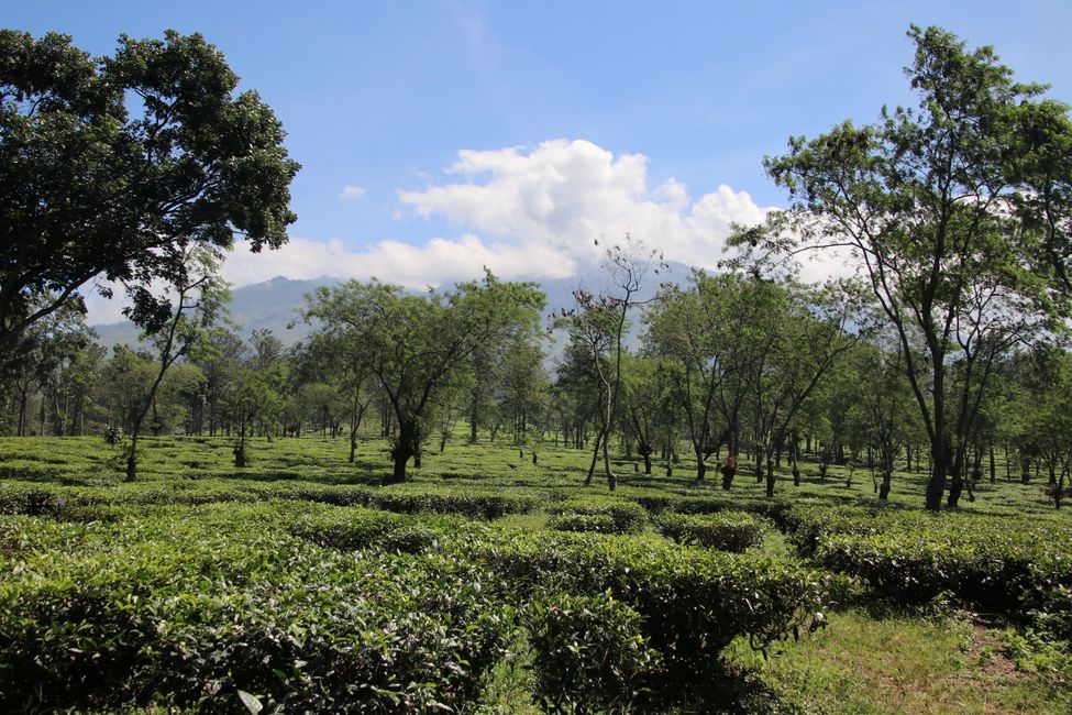 Tag 7 : Malang, thé et un volcan