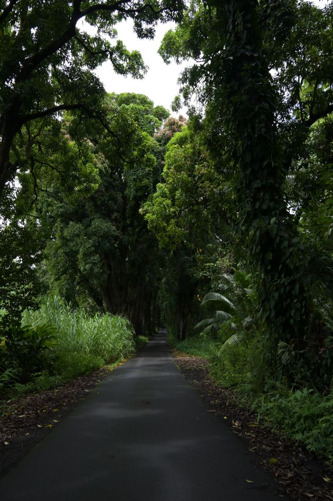 Route dans l'est tropical