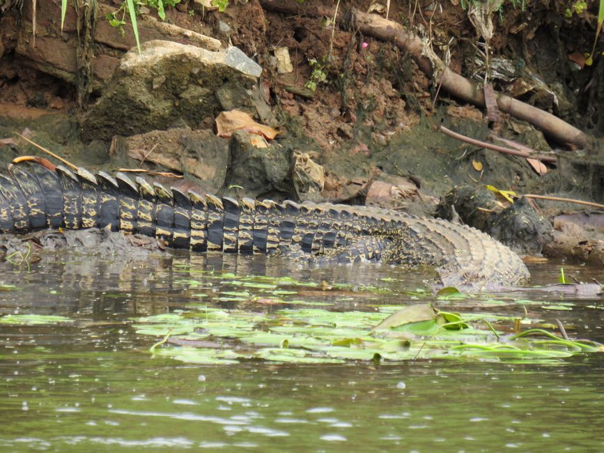 Matara - Mauvais temps, pas de baleines, mais des Salties (crocodiles d'eau salée)