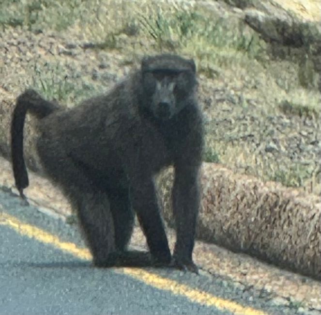 Weihnachtstage in Stellenbosch