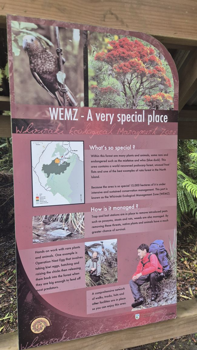 Whirinaki – Der Tag, an dem mich die Natur wieder gefunden hat