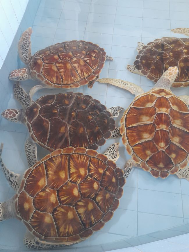 Etiqueta 19: Relajación en la playa