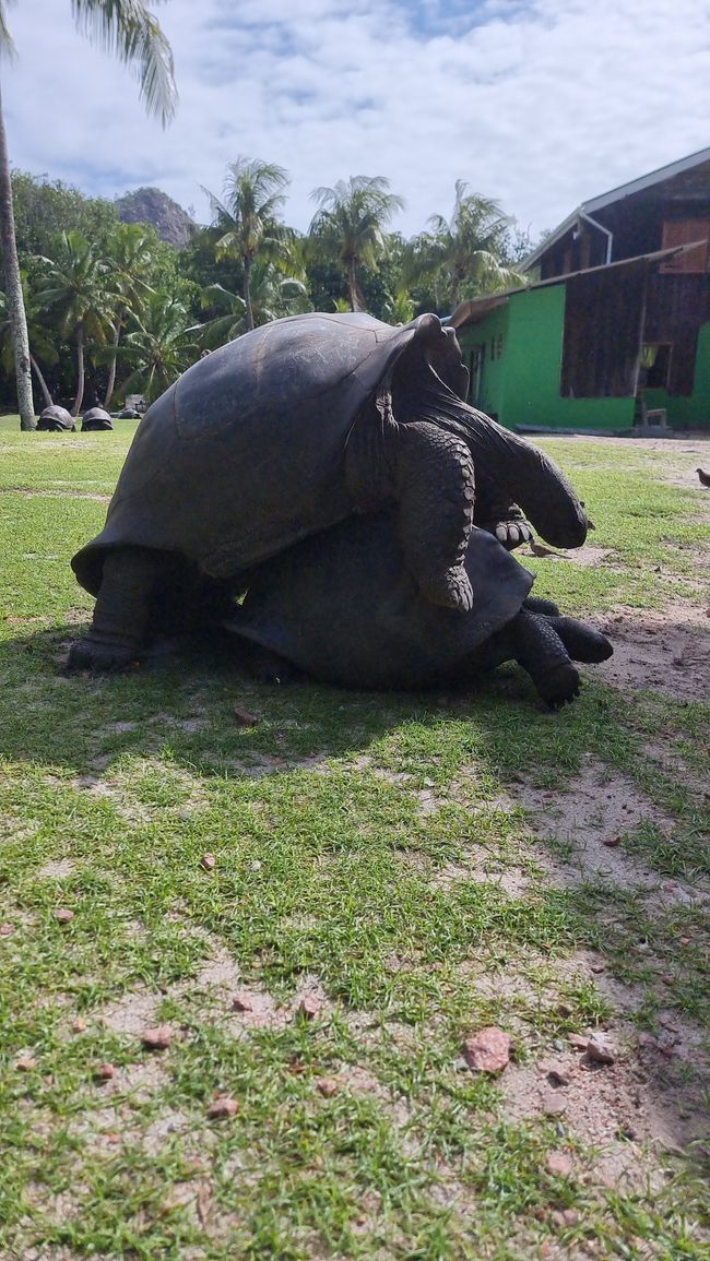Seychelles - Giorno 13: Isola delle Tartarughe, ultimo snorkeling e viaggio di ritorno