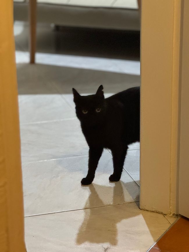 Katzenbesuch am Morgen 