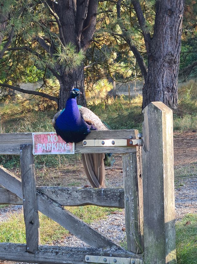 #shotoftheday 🤣 No Parking!!! 🦚🦚🦚