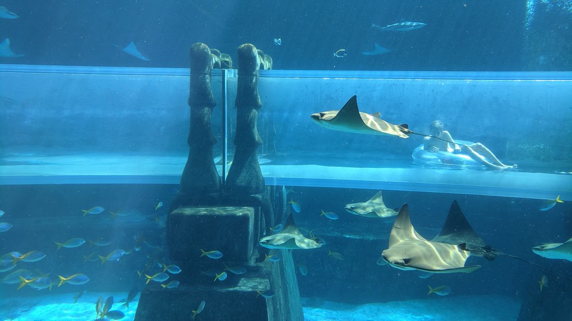 Shark Attack Reifenrutsche